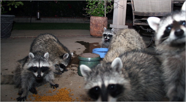 Sarah's raccoons