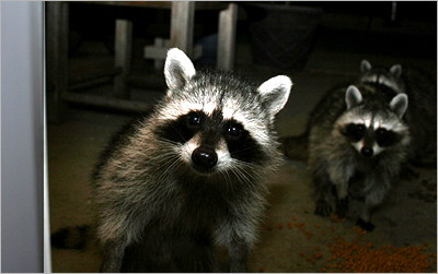 Sarah's raccoons